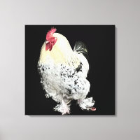 Cockerel blanc aux pieds plumés No 2