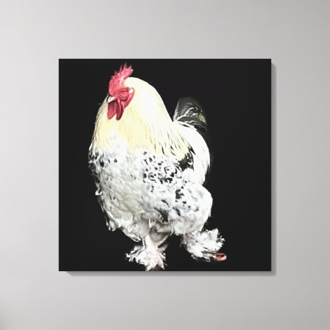 Toile Cockerel blanc aux pieds plumés No 2 (Recto)