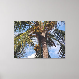 TOILE COCO PALM