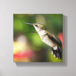 Toile Colibri à gorge rubis juvénile mâle
