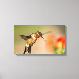 Toile Colibri à gorge rubis "Mâle"