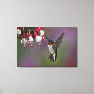 Toile Colibri à gorge rubis mâle, Archilochus