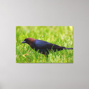 Toile Colibri à tête Brown (Molothrus ater)