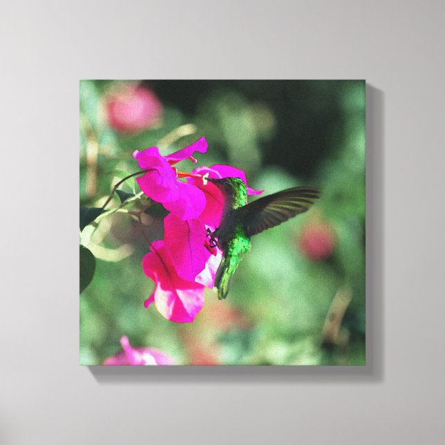 Toile Colibri de caribe à thème vert sur les Bougainvill (Recto)