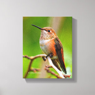 Toile Colibri roux femelle sur le prunier