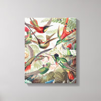 Colibri, Trochilidae Kolibris par Ernst Haeckel