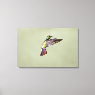Toile Colibri Vert-breasted Anthracocorax 2 de mangue