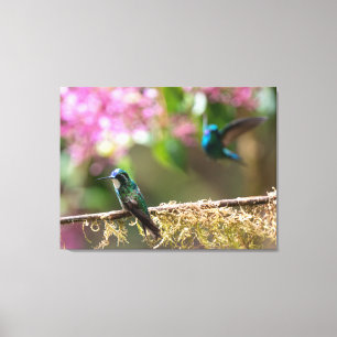 Toile Colibris de Talamanca au Costa Rica