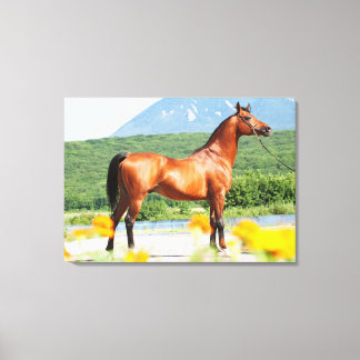 Toile collection de chevaux. baie d'arabie