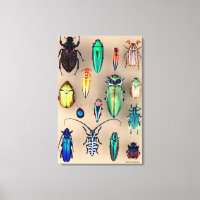 Collection de coléoptères