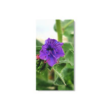 Collection de fleurs violettes de la flore printan