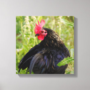 Toile Combattre le coq
