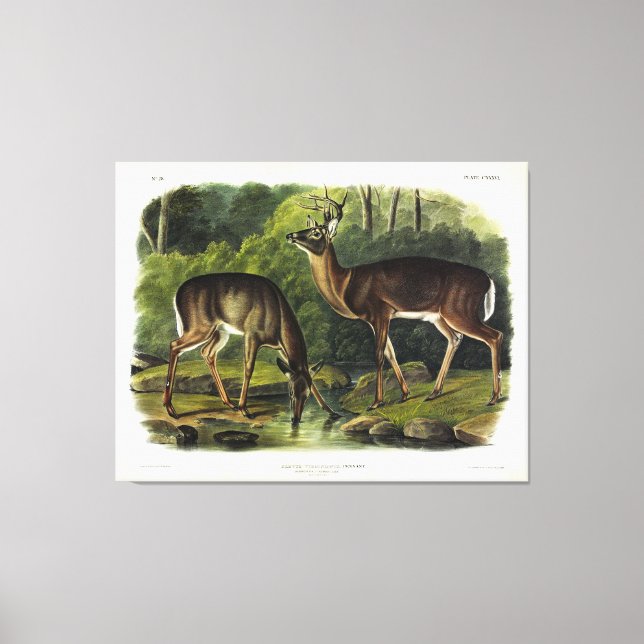 Toile Common Deer (Recto)