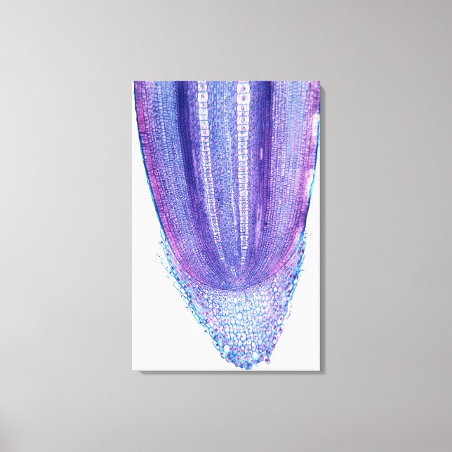 Toile Conseil racine du Plante de maïs (Recto)