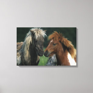 Toile Contact miniature de chevaux