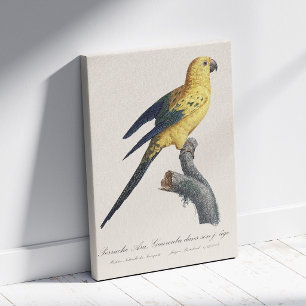 Toile Conure soleil ou Aratinga solstitialis
