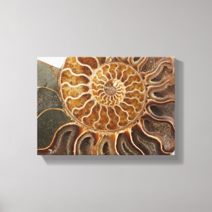 Toile Copie d'art d'ammonite