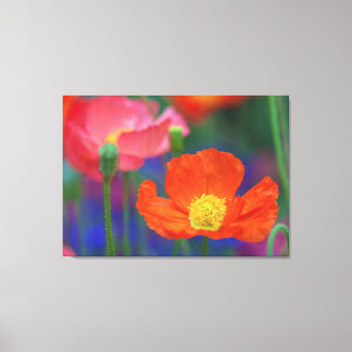 Toile Coquelicot Rouge