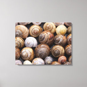 Toile Coques des escargots