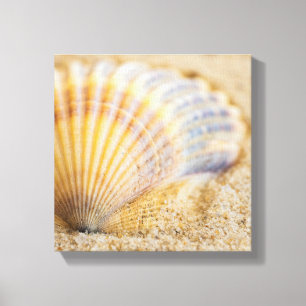 Toile Coquillage doux