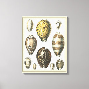 Toile Coquillages uniquement formés