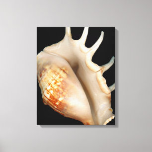 Toile Coquille - Conchologie - Conch