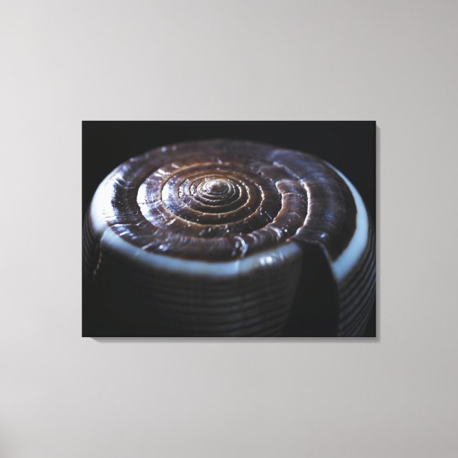 Toile Coquille de cône (Recto)