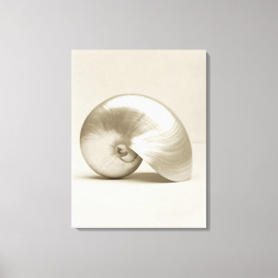 Toile Coquille Pearlised de mer de nautilus