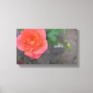 Toile Corail rose Rose Nature Photographie Plante