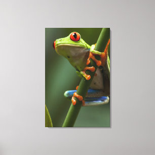 Toile Costa Rica, Monteverde, Grenouille des arbres roug