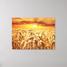 Coucher de soleil et champ de blé