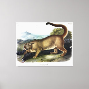 Toile Cougar ou Puma, Panther, Lion de montagne, Montagn