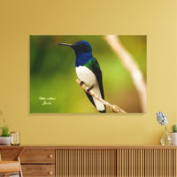 Couleur de la contemplation