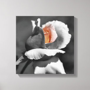Toile Couleur Partielle Noir Et Blanc De Rosebud