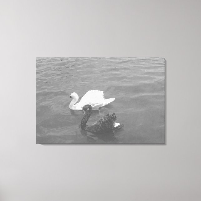 Toile Couple de cygne noir et blanc sur un lac (Recto)