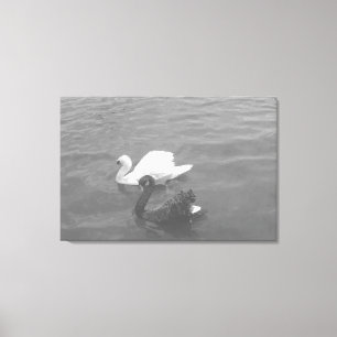 Toile Couple de cygnes noir et blanc sur un lac