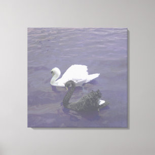 Toile Couple de cygnes noir et blanc sur un lac