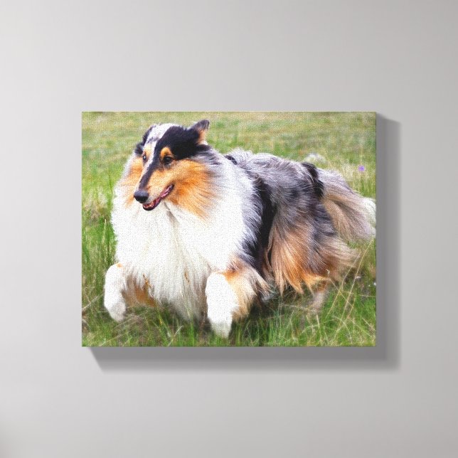 Toile Courir Blue Merle Collie (Recto)