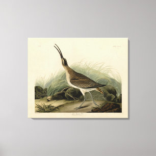 Toile Courlis des Grands Esquimaux (Hudsonian) Audubon B