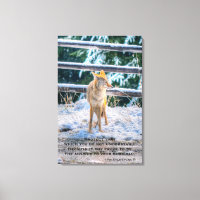 Coyote femelle et neige Faune Photo Art et Poème