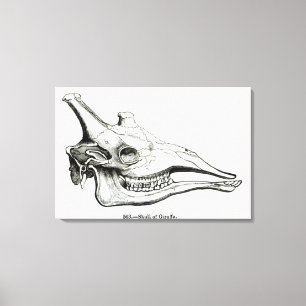 Toile Crâne d'une girafe