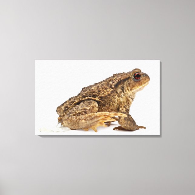 Toile Crapaud commun ou crapaud européen (Bufo bufo) pis (Recto)