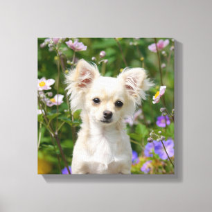 Toile Crème mignonne Chihuahua Chien Chiot Photo - Envel