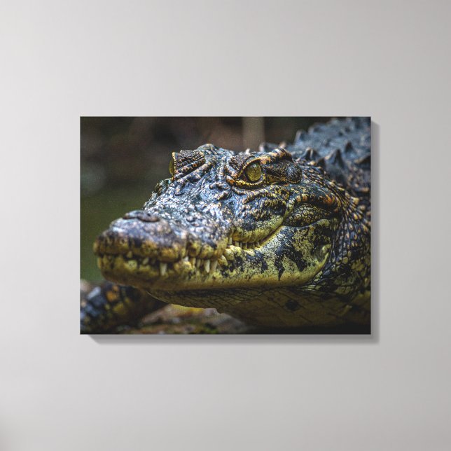 Toile Crocodile (Recto)