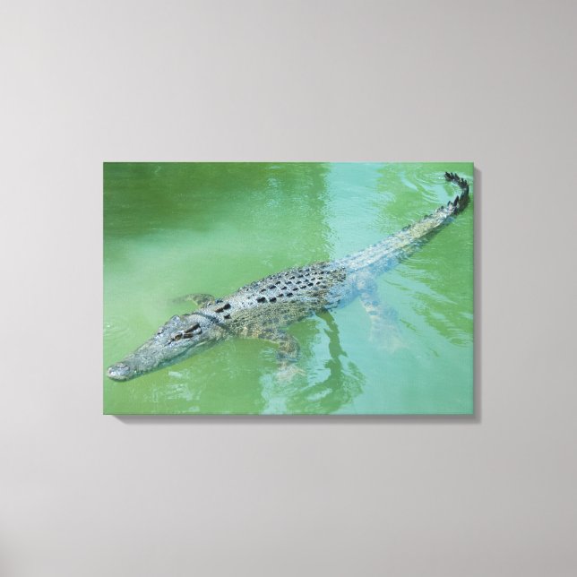 Toile Crocodile d'eau salée (Recto)