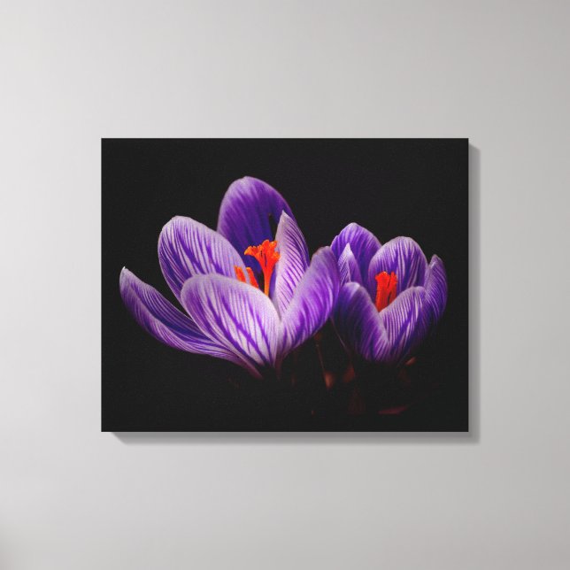 Toile Crocus Silhouette (Recto)