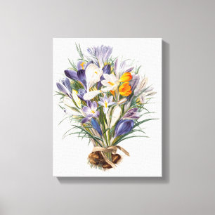 Toile Crocus Spring Flower Floral Art