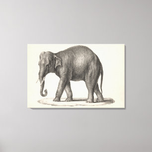 Toile Croquis Brodtmann Elephant