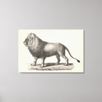 Croquis Brodtmann Lion