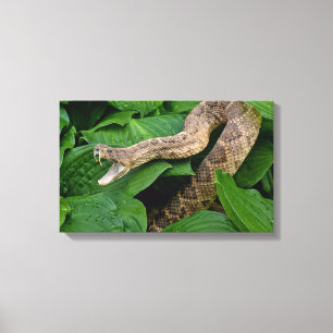 Toile crotale en plante